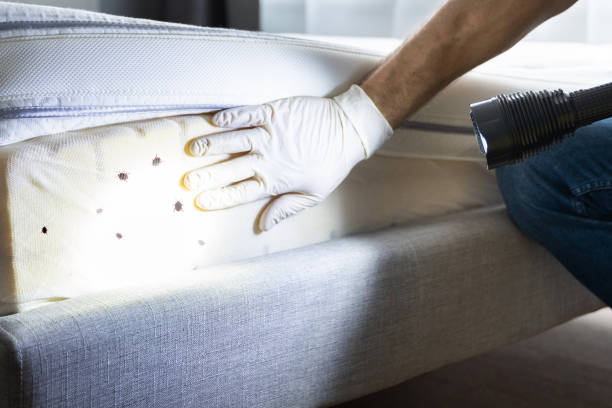Best Emergency Pest Control  in Holyoke, CO